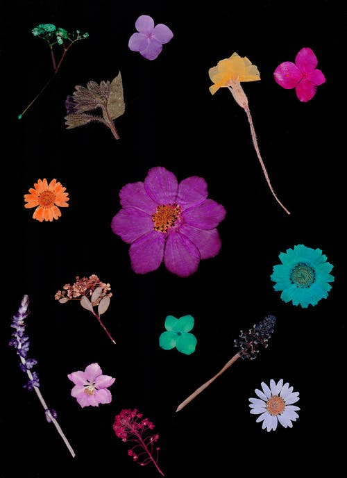 flower,plant,petal,botany,textile,pink,violet,painting,magenta,pedicel,pexels