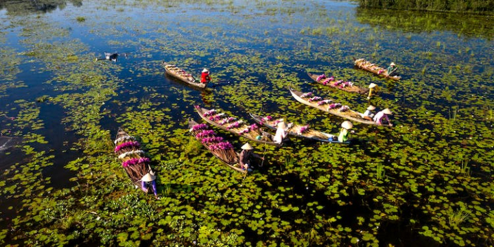 boating,boats,flowers,high angle view,lake,people,water lilies