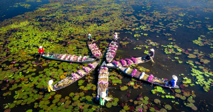 boats,flowers,hats,high angle view,people,sitting,star shape,water,water lilies