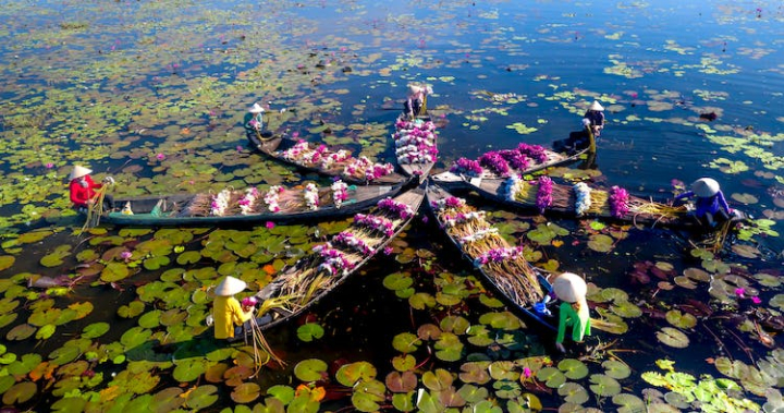 boats,drone shot,flowers,hats,high angle view,people,sitting,star shape,water,water lilies