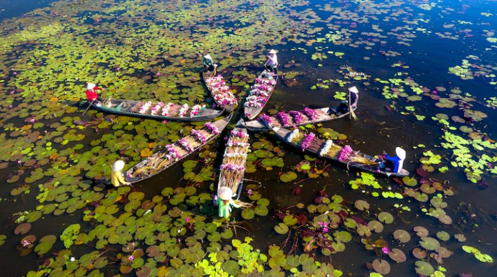 boats,drone shot,flowers,hats,high angle view,people,sitting,star shape,water,water lilies