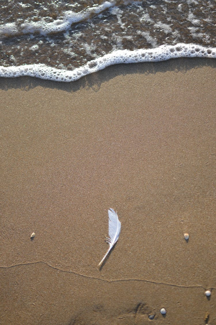 beach,close-up,feather,foam,pebbles,sand,shore,vertical shot,waves