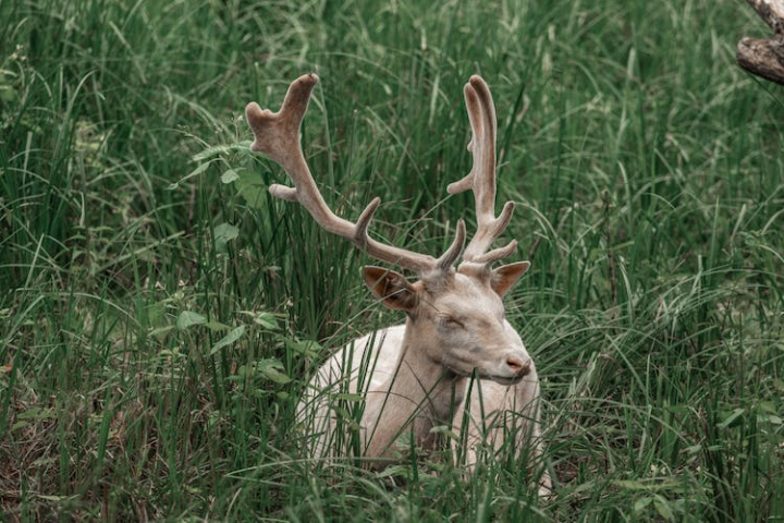 animal photography,antlers,cervidae,european fallow deer,grass,wildlife