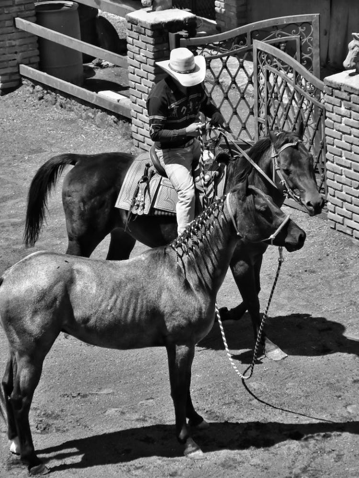 black and white,grayscale,horseback,horses,monochrome,person,riding,sitting,vertical shot