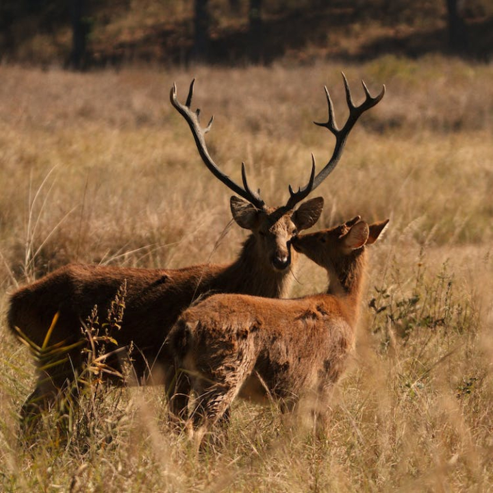 animal photography,antlers,brown grass,cervidae,deer,red deer,square format,wild animals,wildlife