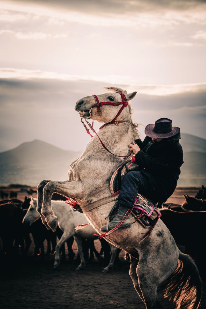 cowboy,hat,herd,horseback riding,man,mobile wallpaper,vertical shot,white horse