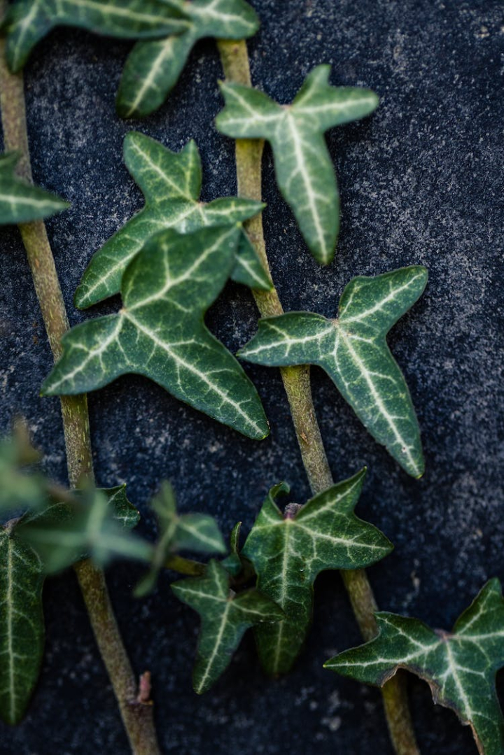 climbing plant,close-up,flora,garden,ivy,leaves,nature,pattern,vertical shot