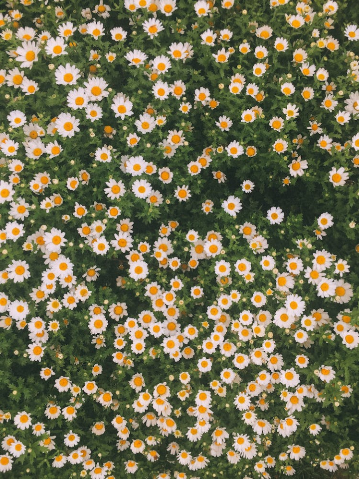 blooming,daisy,flowerbed,flowers,meadow,mobile wallpaper,spring,vertical shot