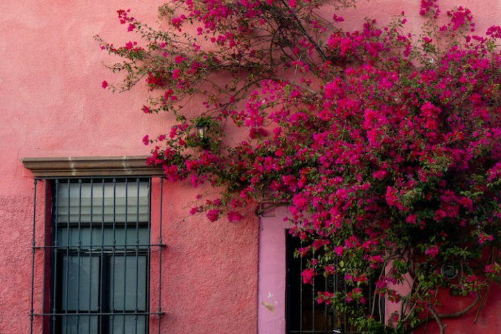 pink,flowers,branch,building,tree,wall,walls,window,windows