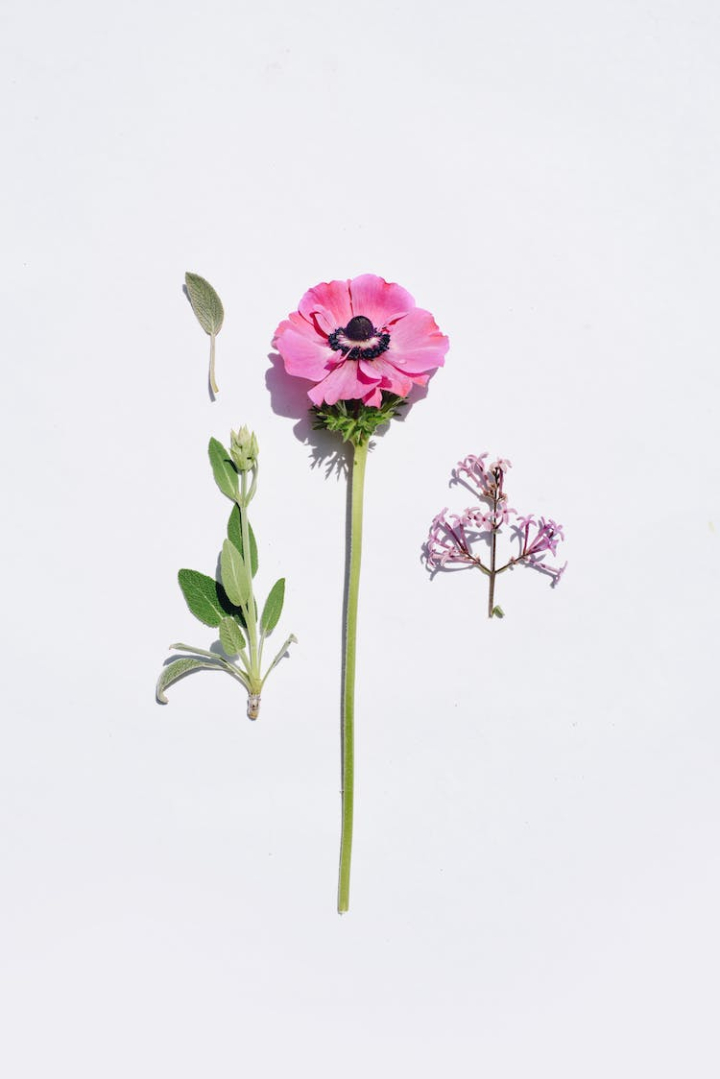 blossom,botany,flower,leaf,petal,pink anemone,plant parts,stamen,studio shoot,vertical shot,white background