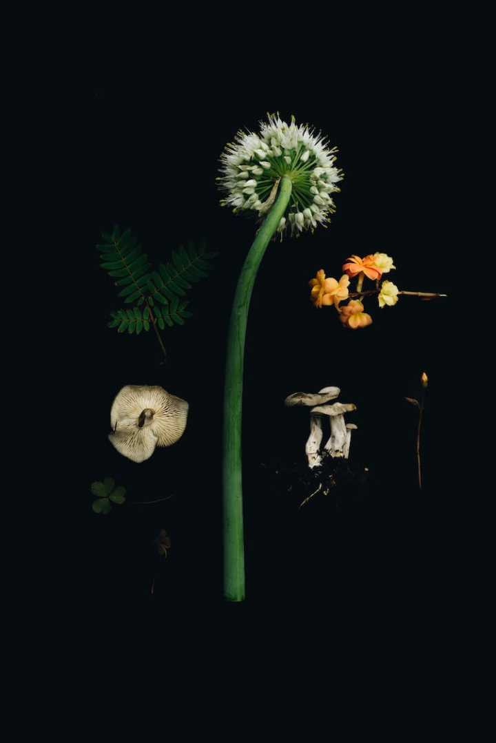 black background,botany,dandelion,flower,mushroom,nature,petal,plant,plant parts,stamen,studio shoot