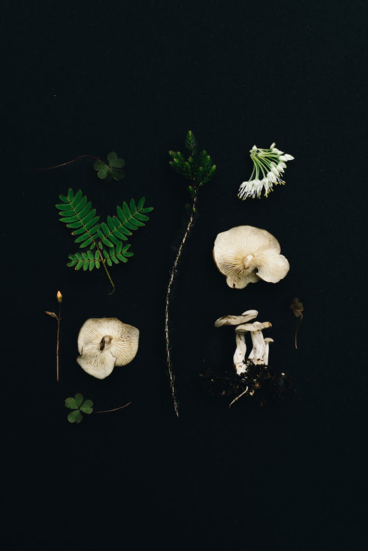 black background,botany,flower,leaf,mushroom,nature,petal,plant,plant parts,stamen,vertical shot