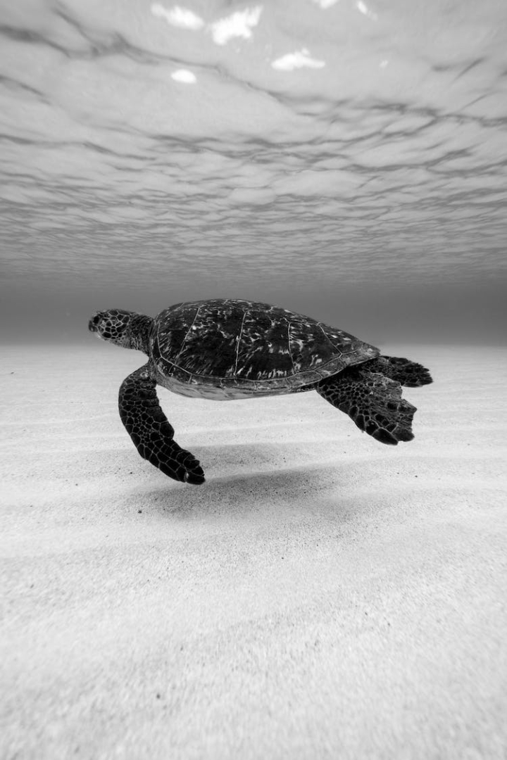 animal,black and white,mobile wallpaper,nature,sea life,swimming,tortoise,turtle,underwater,vertical shot