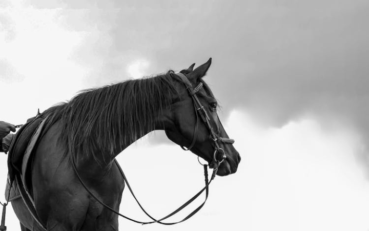 all black,american horse,animal,black,bridle,brown horses,cavalry,chestnut,equestrian,equine,horse,horses,horsses,mammal,mare,outdoors,pony,portrait,racehorse,seated,stallion