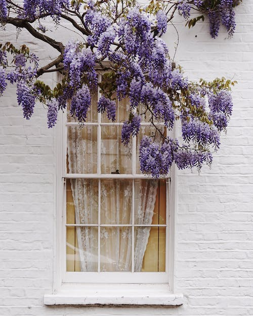 flower,plant,window,purple,branch,building,twig,violet,woody plant,door,pexels