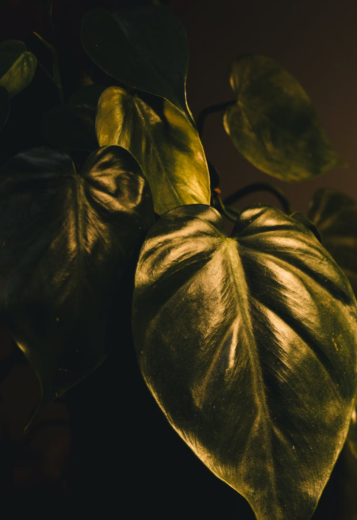 abstract,art,background,beautiful,biology,color,coloring,colour,decorative plant,fall,flora,flower,garden,green,green leaves,green plants,growth,houseplant,leaf,leafs,light,macro,nature,pattern,pot plants,still life,studio,texture