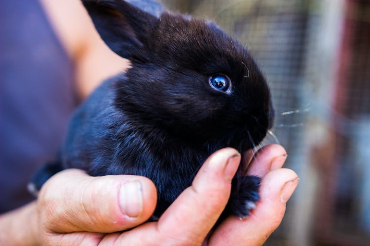 adorable,animal,black,blur,bunny,close-up,cute,daylight,domestic,easter,focus,hand,little,love,mammal,nature,outdoors,pet,portrait,rabbit,rodent,side view,small,wildlife,young