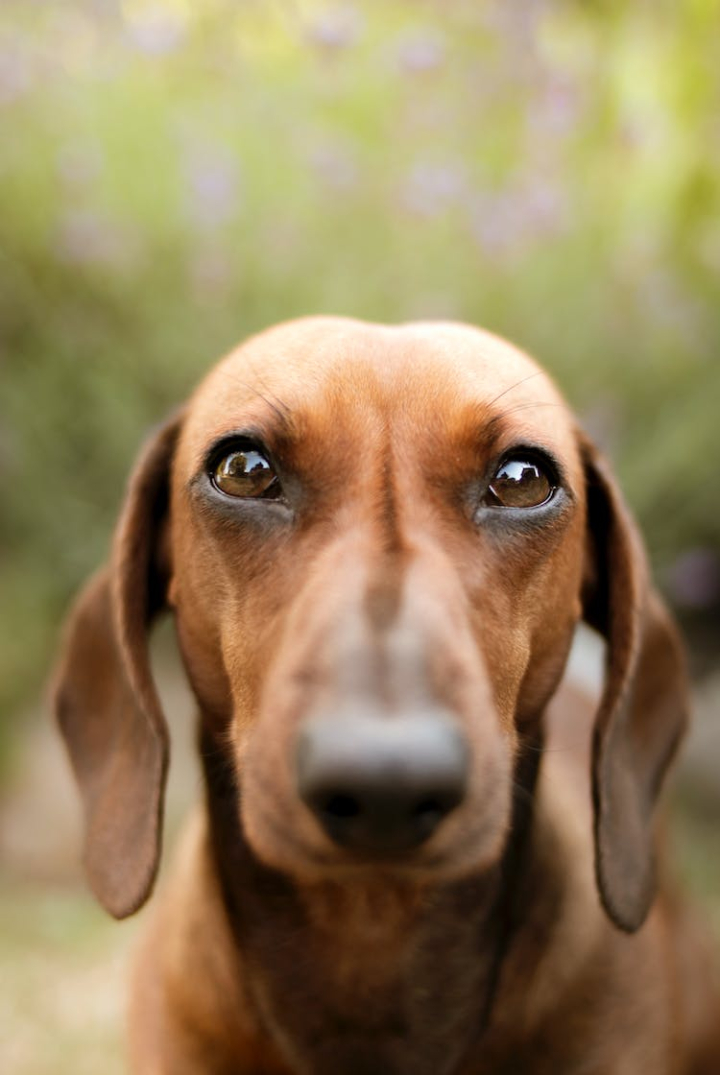 adorable,animal photography,animal portrait,breed,canidae,canine,close-up,companion,cute,dachshund,dog,domestic animal,human s best friend,looking at camera,mammal,pedigree,pet photography,pet portrait,purebred,selective focus,tilt shot