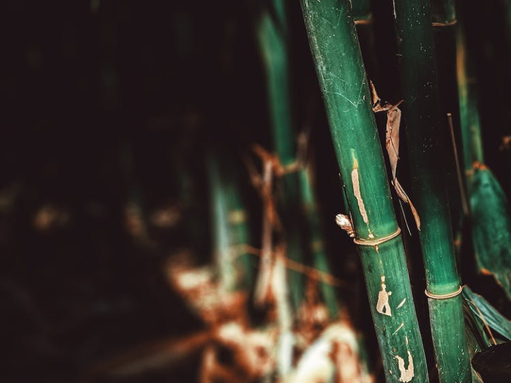 bamboo,close-up,daylight,desktop wallpaper,eco,ecology,environment,focus,green,growth,husk,outdoors,plant,save our planet,sunlight,wood