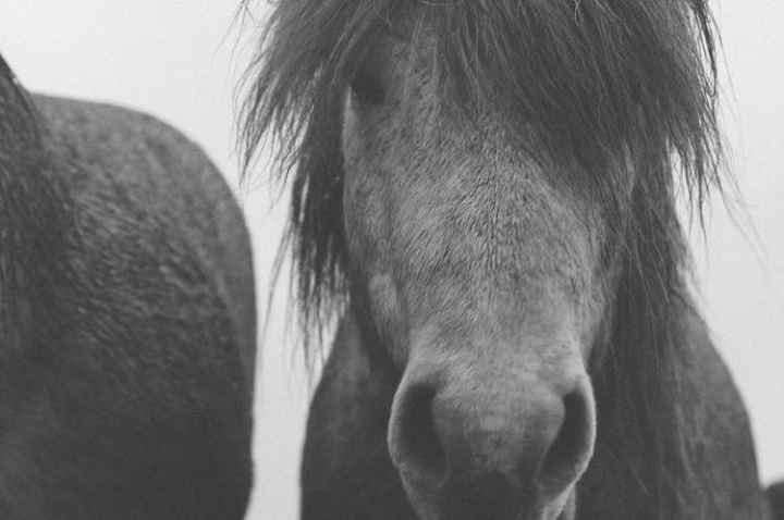 animal,cavalry,close-up,domestic,equestrian,equine,grayscale,grey,head,horse,mammal,mane,mare,monochrome,pony,portrait,stallion