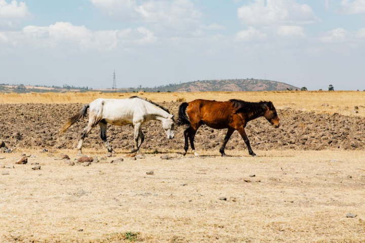 agriculture,animal,animal photography,cavalry,countryside,dust,equestrian,equine,farm,field,hayfield,horse,horses,livestock,mammal,mare,mustang,pastoral,rural,stallion