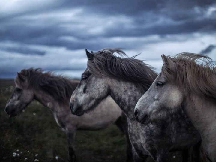 animal,cavalry,cloudy,equestrian,equine,grass,horse,horses,mammal,mane,mare,mustang,outdoors,pasture,pony,stallion,wildlife