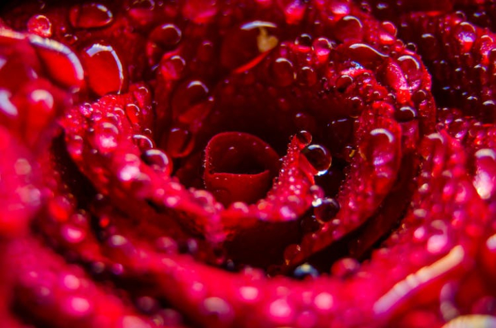 4k wallpaper,abstract,art,beautiful,bloom,blooming,bright,close,close-up,color,decoration,droplets,flower,garden,insubstantial,macro,nature,rain,red rose,rose background,rose wallpaper,shining,texture,water,wet