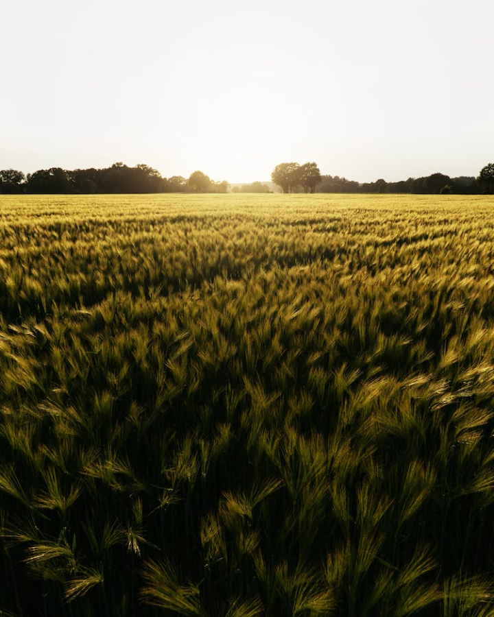 agriculture,cereal,countryside,crop,cropland,farm,farmland,field,golden,golden hour,landscape,nature,pasture,rural,summer,sunset,wheat
