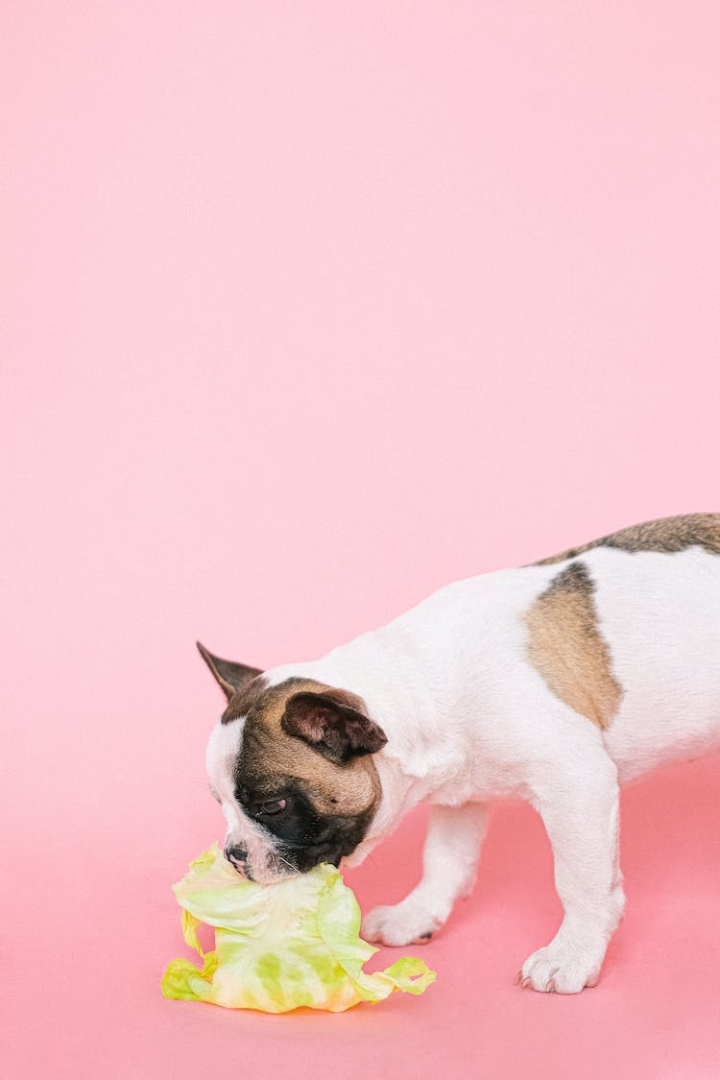 adorable,animal,animal image,animal portrait,biting,breed,bulldog,cabbage,canine,copy space,cute,cute animal,dog,dog eating,domestic,domestic animal,eating,french bulldog,funny,fur,little,mammal,pet,pets,pink background,pink color,puppy,studio,young