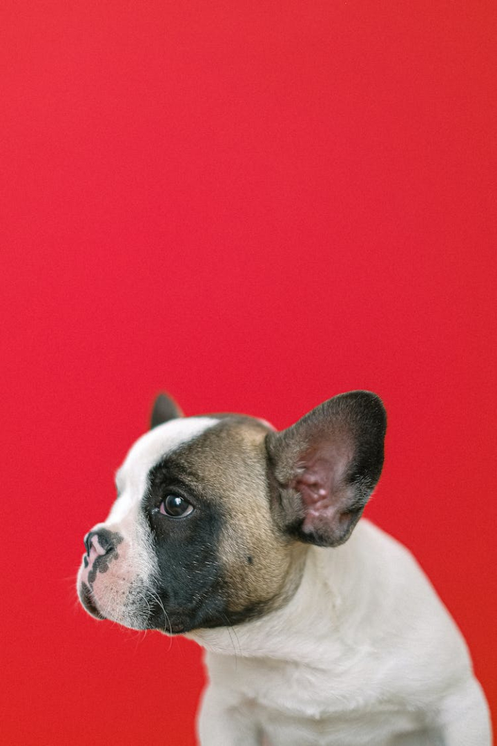 animal,animal image,animal portrait,breed,bulldog,canine,copy space,cute,cute animal,dog,domestic,domestic animal,french bulldog,funny,funny face,little,looking,mammal,obedience,pet,pets,portrait,puppy,red background,studio