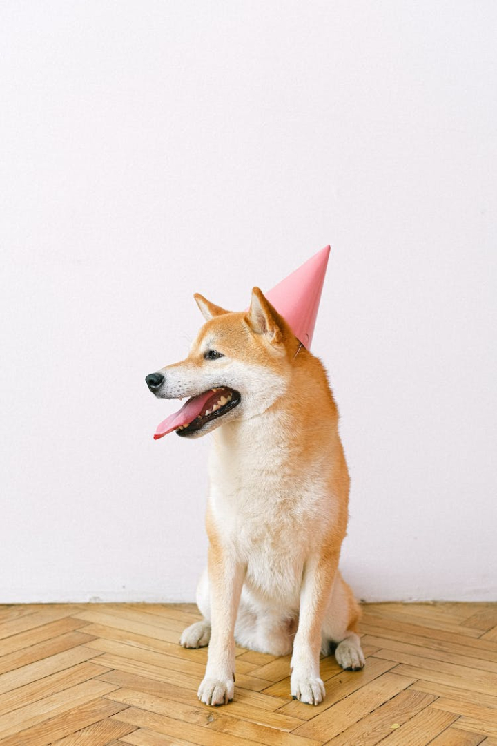 animal,animal image,animal portrait,birthday party,canine,celebration,copy space,cute,cute animal,dog,domestic animal,funny,funny face,indoors,party,party hat,pet,portrait,shiba inu,sit