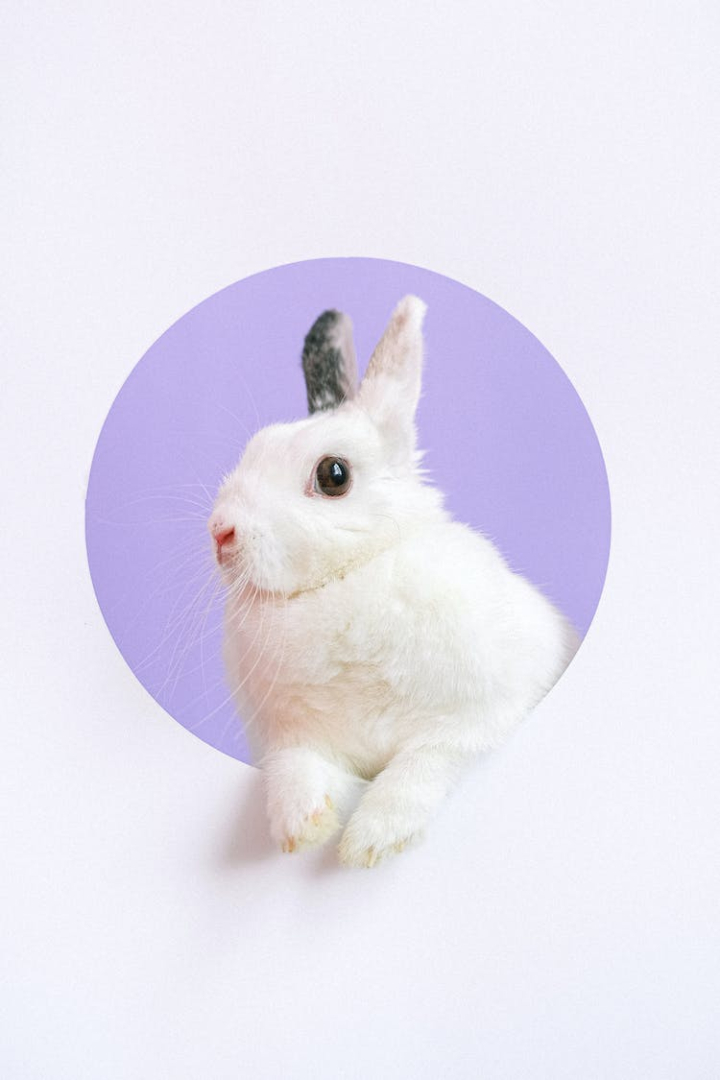 animal,animal image,animal portrait,bunny,copy space,cute,cute animal,domestic animal,easter,easter bunny,funny,funny face,pet,portrait,rabbit