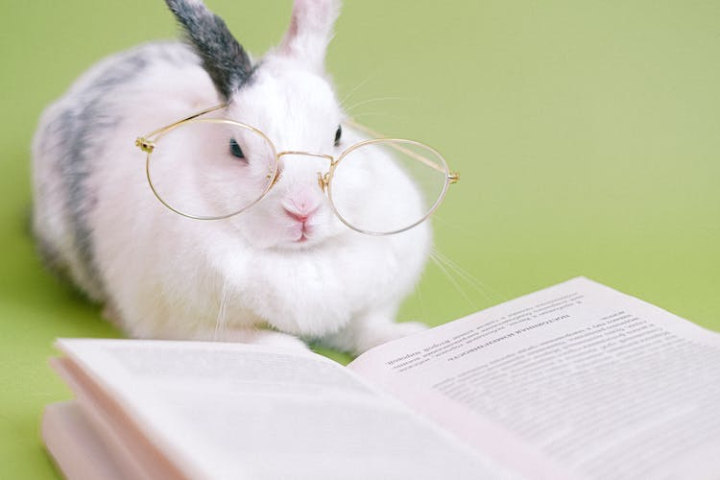 adorable,animal image,animal portrait,book,bookworm,copy space,cute animal,cute background,cute bunny,cute rabbit,domestic animal,eyeglasses,funny,funny face,green background,knowledge,literature,little,looking,novel,pet,portrait,pretty,pretty backgrounds,read,sit,wisdom