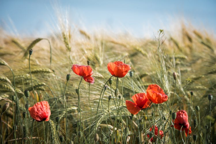 agriculture,anzac day,barley,bloom,blossom,bright,buds,cereals,close-up,countryside,cropland,farm,farming,farmland,field,fields,flowers,grain,grain fields,grass,grass background,landscape,nature,outdoors,pasture,plant,poppies,poppy,poppy flowers,red,rural,season,summer,wheat,wheat field