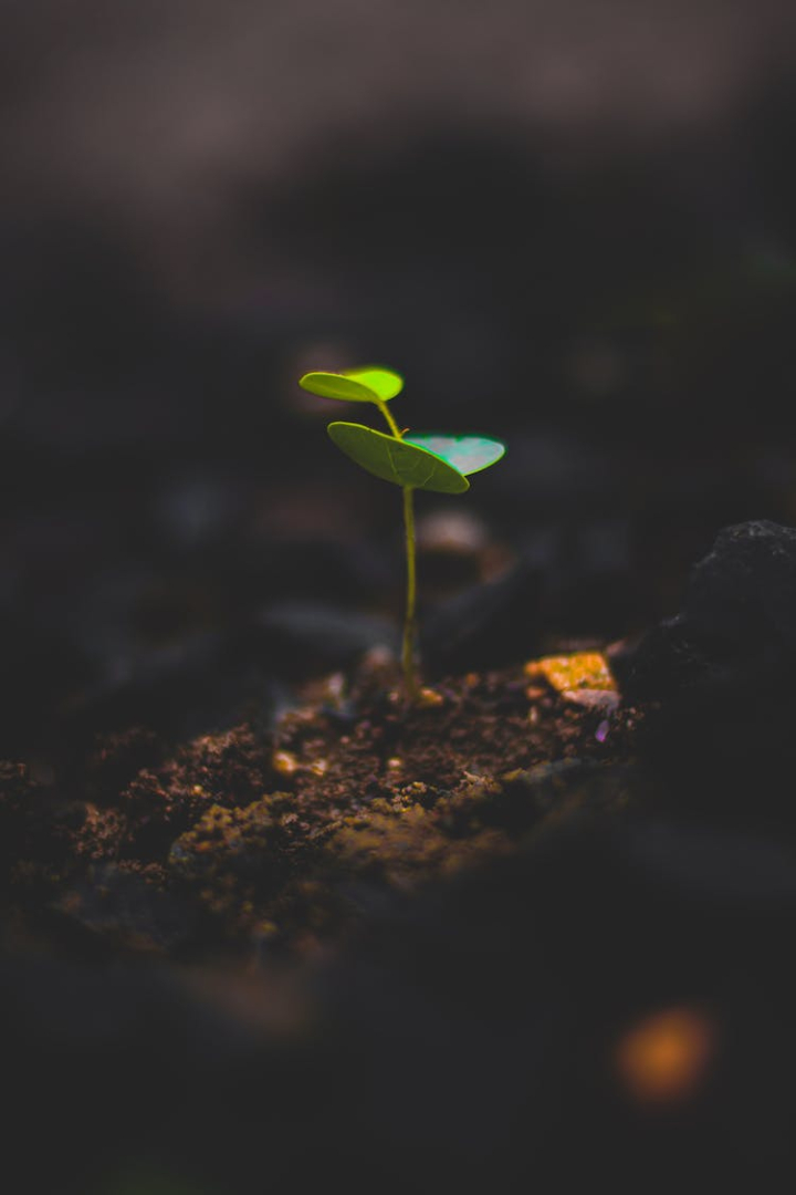 blur,close-up,depth of field,focus,ground,growth,leaf,little,macro,plants photography,soil,sprout