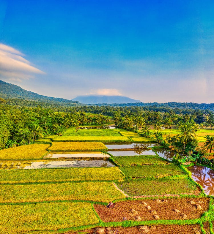 aerial footage,agriculture,blue sky,countryside,cropland,drone shot,farmland,nature,paddy field,plantation,rice field,rice terraces,rural,scenic,sight