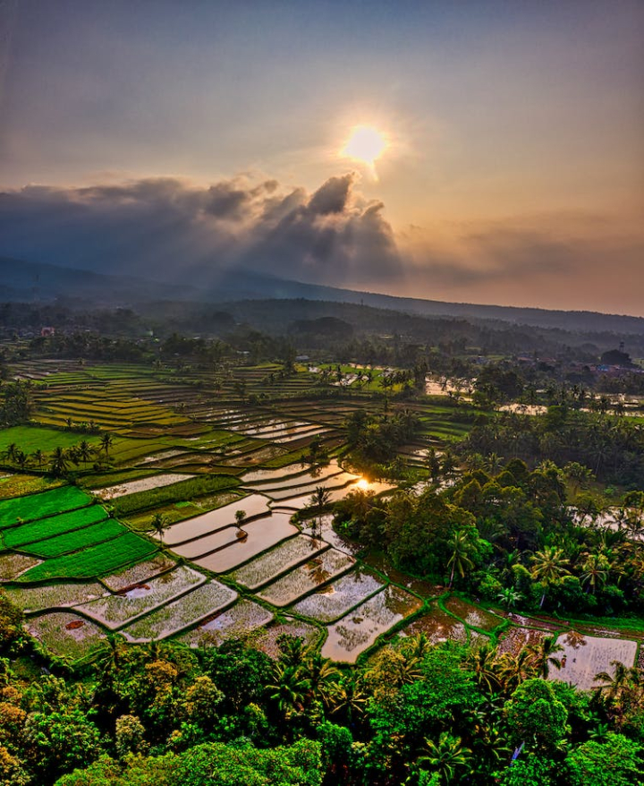 aerial footage,agriculture,countryside,cropland,drone shot,farmland,nature,paddy field,plantation,rice field,rice terraces,rural,scenic,sight,sun,sunbeam,sunlight,trees