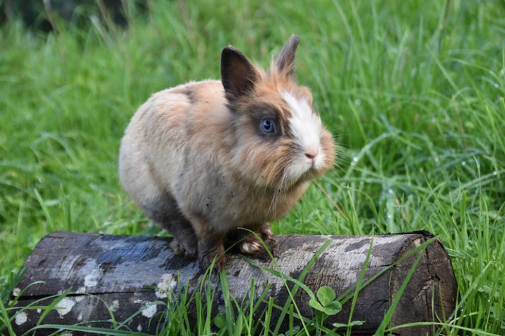 animal,bunny,cute,domestic,funny,grass,pet,rabbit,sitting