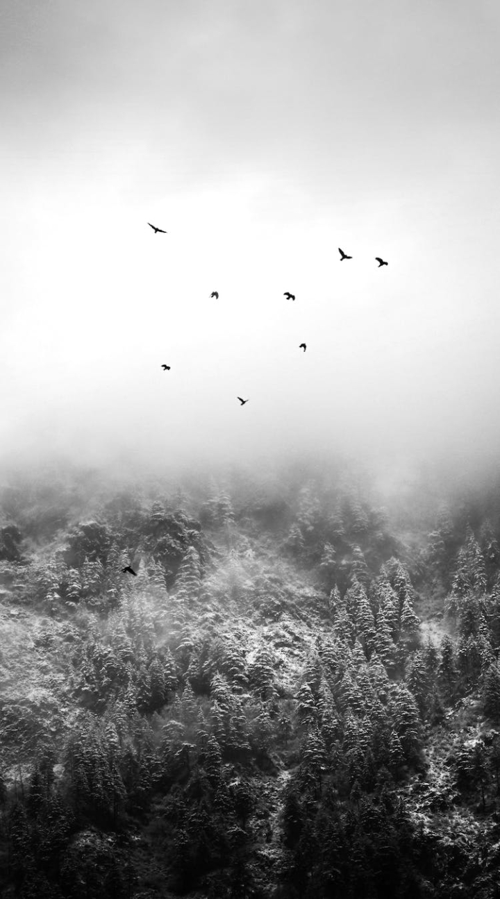 animal,atmosphere,avian,bird,bw,calm,cold,creature,dense,environment,fauna,flight,flock,fly,fog,forest,formation,freedom,freeze,frost,frozen,gloomy,habitat,haze,highland,hill,migrate,mist,mystic,ornithology,outdoors,park,peaceful,plumage,quiet,scenic,silent,snow,soar,specie,spooky,tranquil,vertical shot,wild,wildlife,wing,winter,woodland,woods