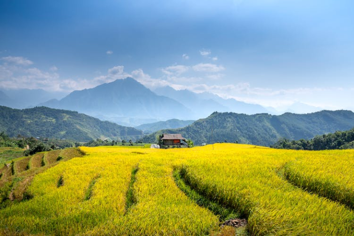 agricultural,countryside,cropland,farmland,nature photography,paddy field,plantation,rice fields,rice paddies,rural