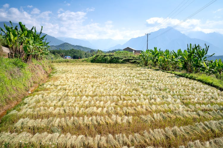 agricultural,countryside,cropland,farmland,paddy field,plantation,rice fields,rice paddies,rural,tropical