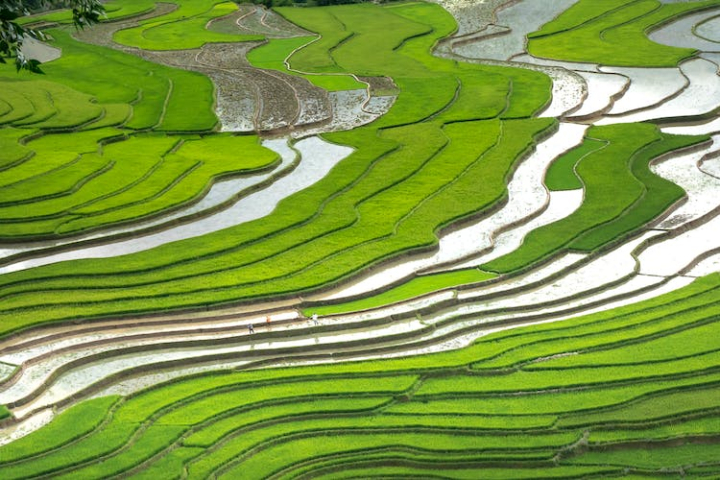 aerial photography,agricultural land,agriculture,asia,countryside,drone shot,environment,evergreen,farmland,outdoors,paddy field,rice terraces,rural