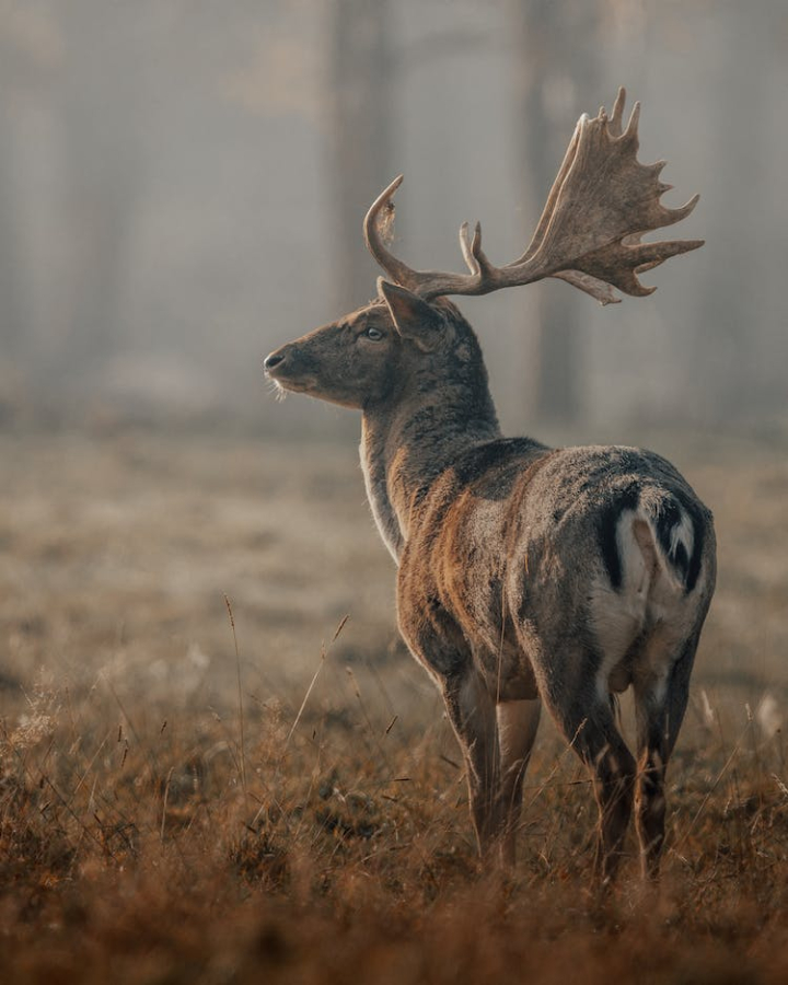alone,animal,antler,biology,blurred background,brown,countryside,daytime,deer,dry,fauna,field,flora,forest,grace,grass,grassland,grassy,grow,growth,habitat,harmony,herbivore,horn,idyllic,lawn,lonely,long,mammal,meadow,nature,outdoors,outside,peaceful,plant,serene,specie,stand,sunny,tranquil,tree,vertical shot,wildlife,woods,zoology