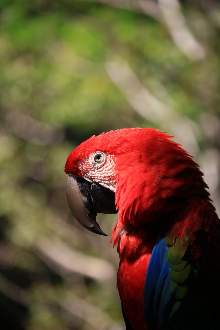 animal,animal photography,avian,beak,beautiful,bird,close-up,colorful,daylight,exotic,feathers,macaw,outdoors,parrot,perched,scarlet macaw,wildlife,zoo