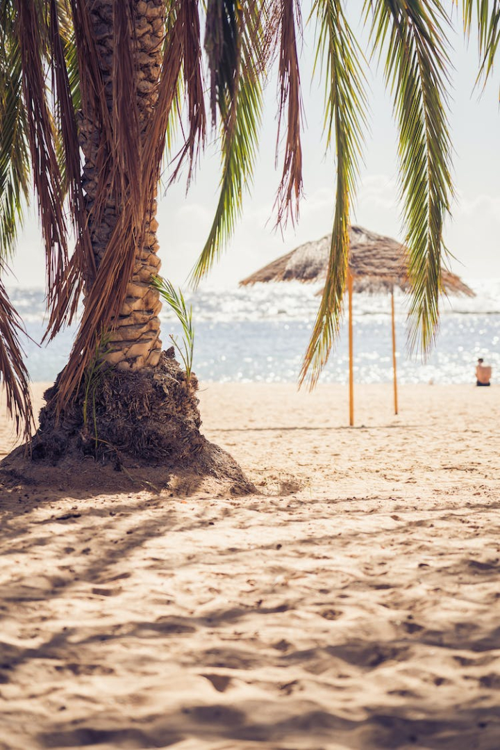 beach,exotic,island,ocean,palm tree,sand,sea,seashore,shore,summer,sun,sunny,tropical,vacation