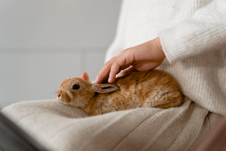 adorable,bunny,close-up,cute,domestic animal,hand,pet,petting,rabbit