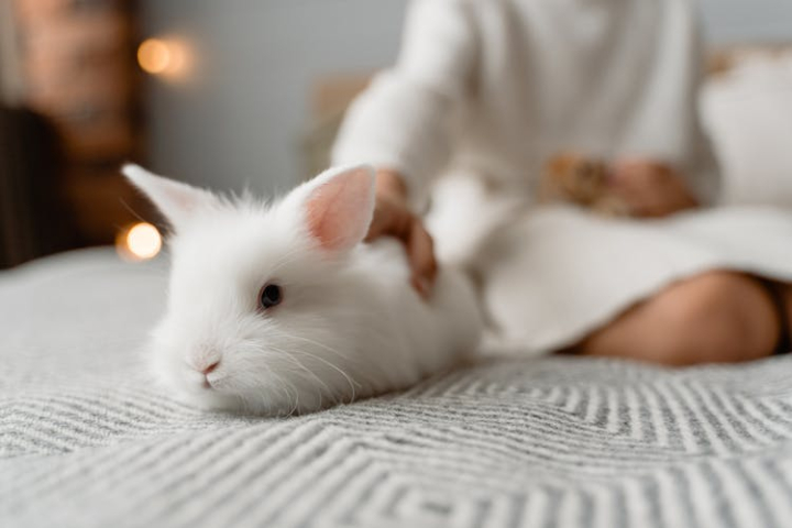 animal photography,bunny,domestic,furry,pet,rabbit,white
