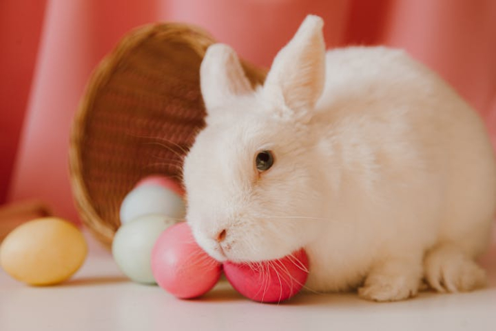 animal,background,basket,bright,bunny,celebration,color,cute,diy,easter,easter bunny,easter decoration,easter eggs,easter time,eggs,fur,happy,happy easter,hare,holiday,insubstantial,love,painted,pastel,pet,portrait,rabbit,still life,traditional,wallpaper