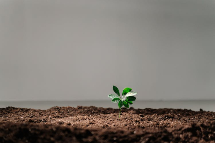 conceptual,copy space,green plant,ground,growing,growth,leaves,soil,sprout