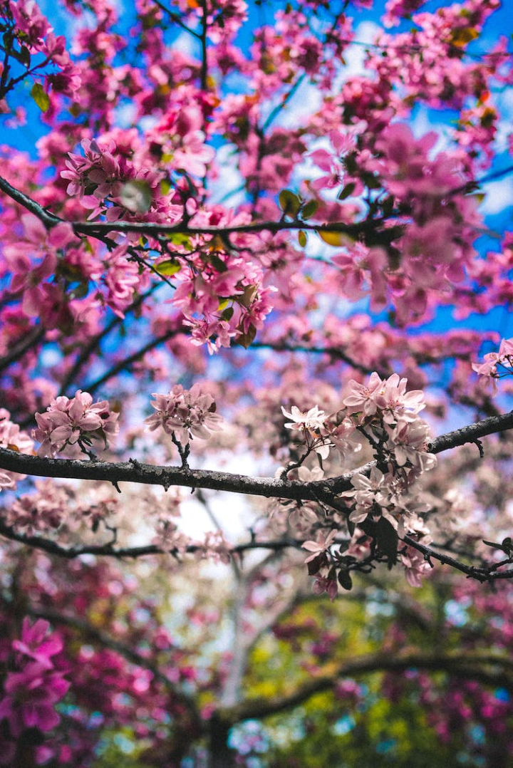 blooming,branches,cherry blossoms,flower photography,pink flowers,tree,vertical shot